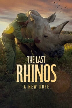 Последние носороги: Новая надежда