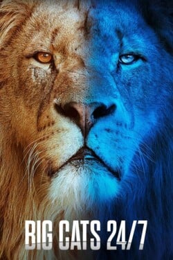 Большие кошки днём и ночью