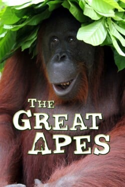 Высшие приматы